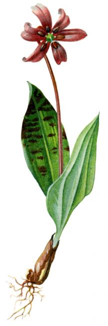 kandík psí (Erythronium dens-canis) kandík psí