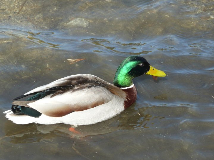 Fotografia  druhu  kačica divá