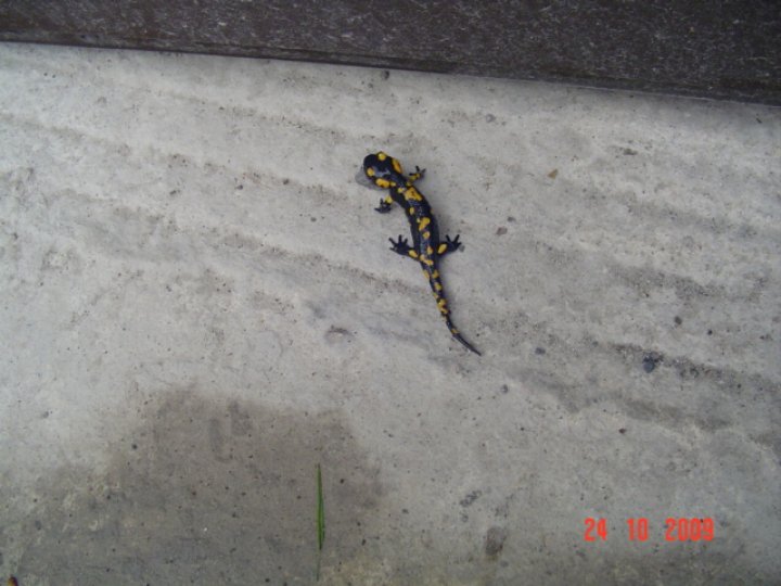 Fotografia  druhu  salamandra škvrnitá
