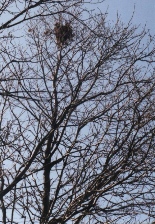 Fotografia  druhu  veverica stromová