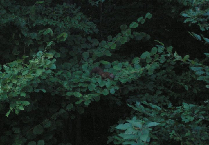 Fotografia  druhu  veverica stromová