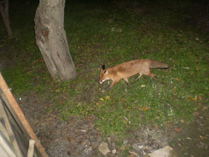 Fotografia  druhu  líška hrdzavá