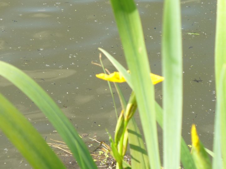 Fotografia  druhu  kosatec žltý
