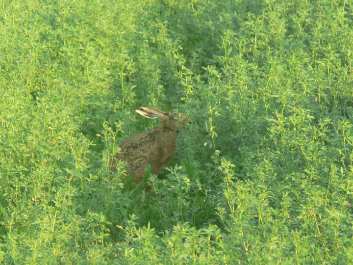Fotografia  druhu  zajac poľný  