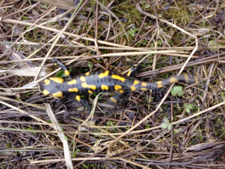 Fotografia  druhu  salamandra škvrnitá