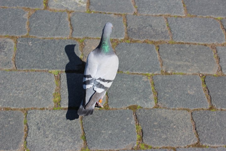 Fotografia  druhu  holub skalný (domestikovaná forma)