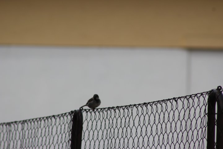 Fotografia  druhu  vrabec domový