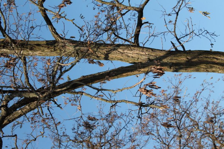 Fotografia  druhu  Javorovec jaseňolistý