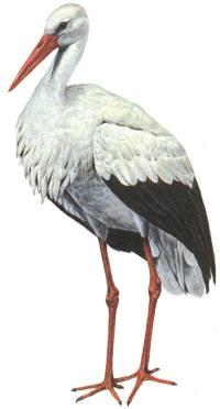 Ilustrácia bociana bieleho