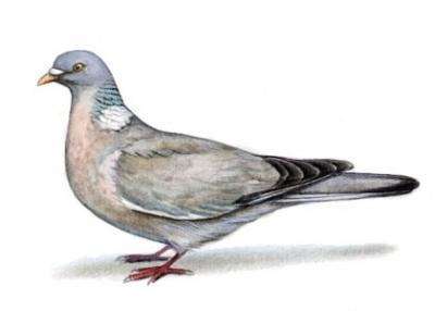 Ilustrácia holuba hrivnáka (Columba palumbus)