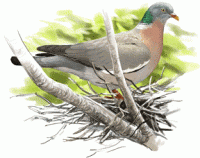 Ilustrácia holuba hrivnáka v hniezde