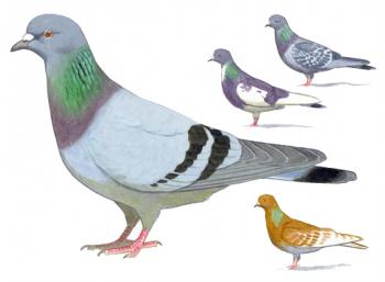 Ilustrácia holuba skalného (domestikovaná forma)