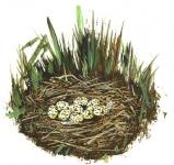Ilustrácia znášky vajec v hniezde prepelice