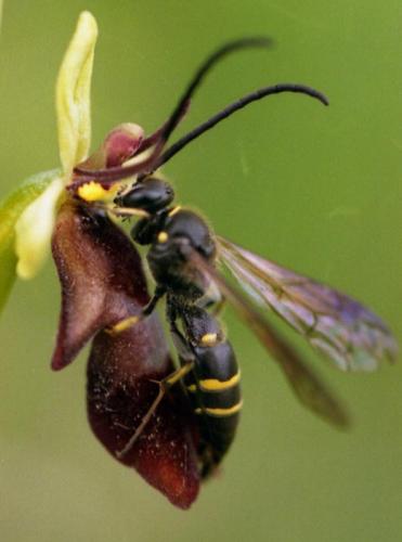 Fotografia 2 - hmyzovník muchovitý 