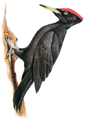 ďateľ čierny / tesár (Dryocopus martius)