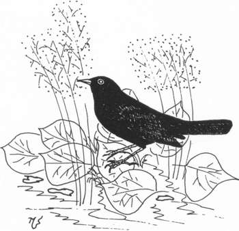 Ilustrácia drozda čierneho