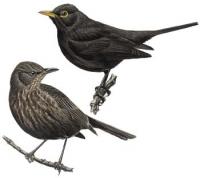 Ilustrácia samice (dole) a samca drozda čierneho
