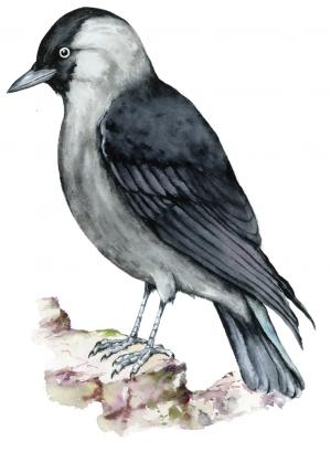 Ilustrácia kavky tmavej (Corvus monedula)