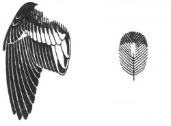 Ilustrácia - krídlo a chrbtové pierko muchárika bielokrkého