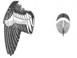 Ilustrácia - krídlo a chrbtové pierko muchárika čiernohlavého