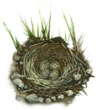 Ilustrácia znášky vajec v hniezde pipíšky
