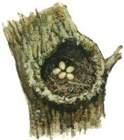 Ilustrácia znášky vajec v hniezde slávika červienky