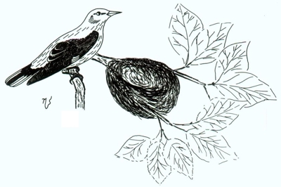 Ilustrácia vlhy na hniezde