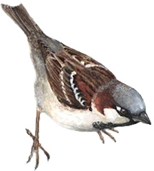 Ilustrácia vrabca domového (Passer domesticus)