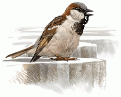 Ilustrácia samca vrabca domového 