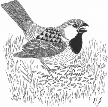 Ilustrácia vrabca