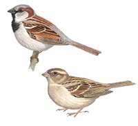 Ilustrácia samca (hore) a samice vrabca domového