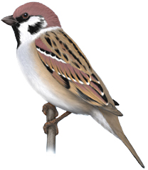 Ilustrácia vrabca poľného (Passer montanus)