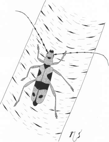 Ilustrácia fuzáča alpského