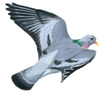 Ilustrácia holuba plúžika 1