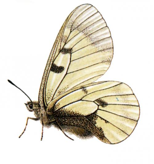Ilustrácia jasoňa chochlačkového (Parnassius mnemosyne)