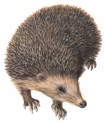 Ilustrácia ježa (Erinaceus roumanicus)