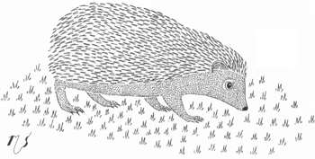 Ilustrácia ježa