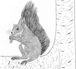 Ilustrácia veveričky