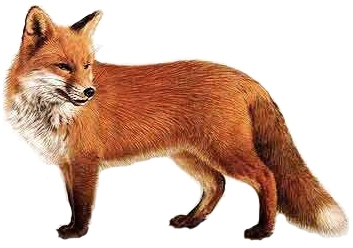 Ilustrácia líšky hrdzavej (Vulpes vulpes)