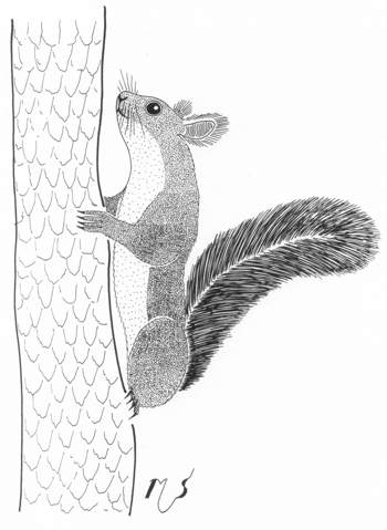 Ilustrácia veverice