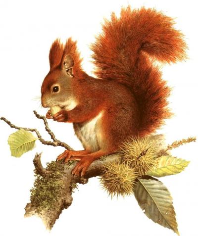 Ilustrácia veverice stromovej (Sciurus vulgaris)