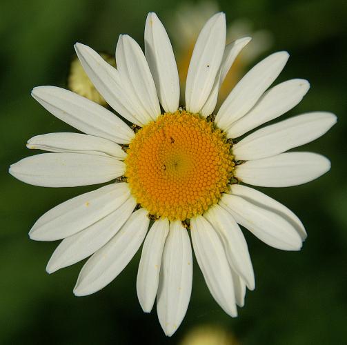 Fotografia kvetu margaréty bielej