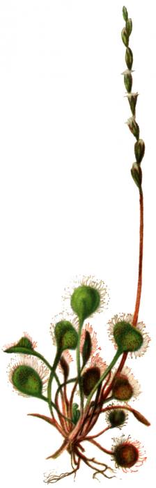 Ilustrácia druhu rosička okrúhlolistá