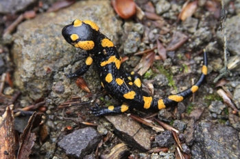 Fotografia salamandry